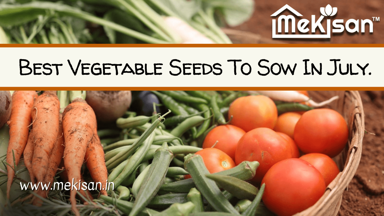 Best Vegetable Seeds To Sow In July.