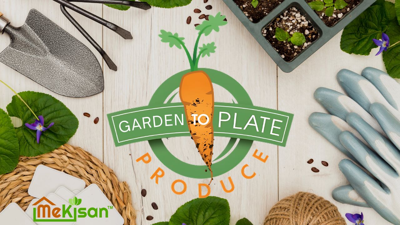 From Seed to Salad: 5 Fast-Growing Vegetables for Quick Results