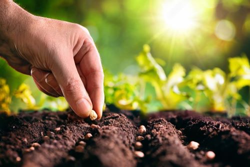 Grow Your Own Veggie Garden in Your Apartment